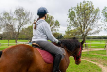 Animal-Assisted Therapy